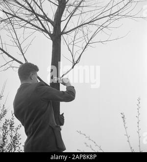 trees, tools, workers Date: undated Keywords: workers, trees, tools Stock Photo