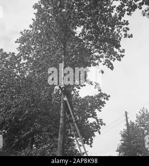 trees, ladders, workers, tools, work Date: undated Keywords: workers, trees, tools, ladders, work Stock Photo