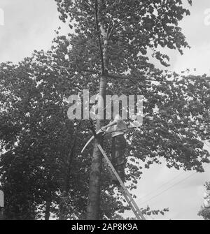 workers, trees, ladders, saws Date: undated Keywords: workers, trees, ladders, saw Stock Photo