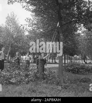 trees, workers, tools, ladders Date: undated Keywords: workers, trees, tools, ladders Stock Photo