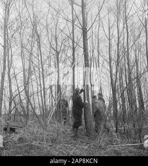 forestry, workers, tools, ladders Date: undated Keywords: workers, woodworking, tools, ladders Stock Photo
