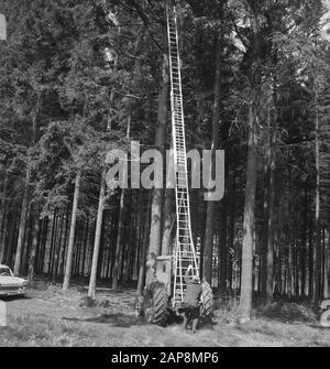 forestry, workers, machinery, tools, ladders, Tractors Date: undated Keywords: workers, woodworking, ladders, machines, tools Personal name: Tractors Stock Photo