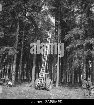 forestry, workers, machinery, tools, ladders Date: undated Keywords: workers, woodworking, ladders, machines, tools Stock Photo