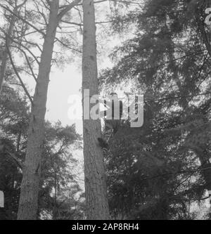 forestry, workers, tools, trees climbing Date: undated Keywords: workers, climbing trees, woodworking, tools Stock Photo