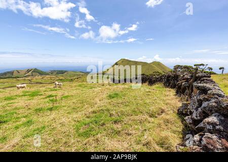 Rock walls bordering cattle pastures on the eastern edge of Pico island in the Azores. Stock Photo
