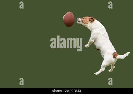 Underdog team strives to win concept with funny jumping dog catching ball for american football Stock Photo