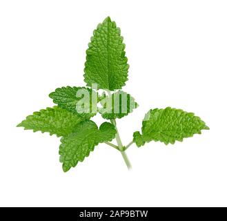 Bunch of lemon balm or melissa plant isolated on white background Stock Photo