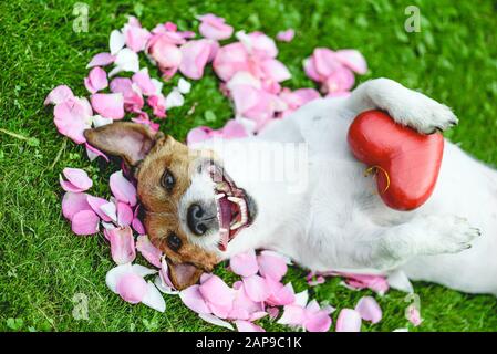 Happy dog lying on rose flower petals holding heart in paws as love and care concept Stock Photo