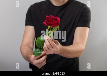Handsome yound man is standing with red rose in hands on gray background. Stock Photo