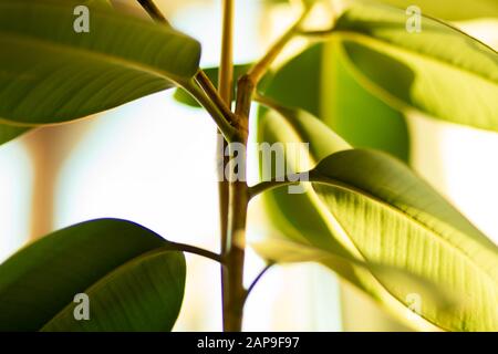 Houseplant, beautiful green ficus closeup, selective focus Stock Photo