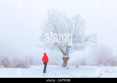 Gabala, Azerbaijan - January 20, 2020: Snow covered forest in fog Stock Photo