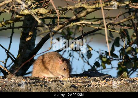 Brown rat Rathus novegiaus eating bird food seeds left on a wall Stock Photo