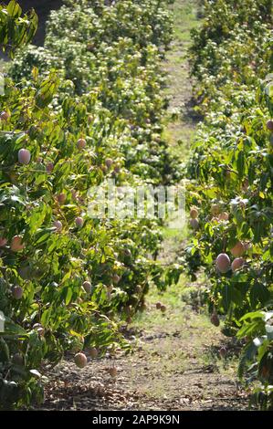 Plantation of mango trees with mango fruit hanging in branch of trees Stock Photo