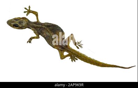 The image of a small reptile called a lizard Which is dead for a long time, until the skin is dry, leaving only the remains. isolate on white backgrou Stock Photo