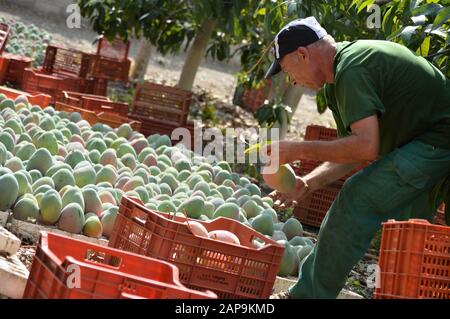 Agricultural worker packing mango fruit just harvested in a mango plantation Stock Photo