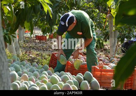 Agricultural worker packing mango tropical fruit just harvested Stock Photo