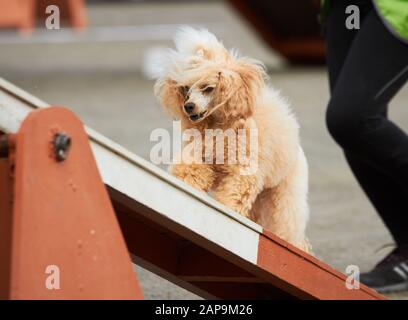 Apricot poodle walking over a hurdle at dog agility training. Big fur blowing in wind. Action and sports in concept. Stock Photo