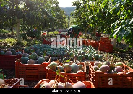 Agricultural worker packing mango fruit just harvested in a plantation Stock Photo