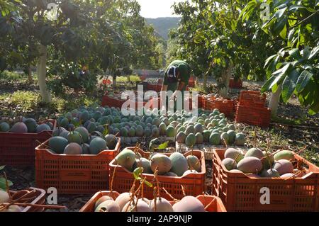 Agricultural worker packing in box mango fruit just harvested Stock Photo