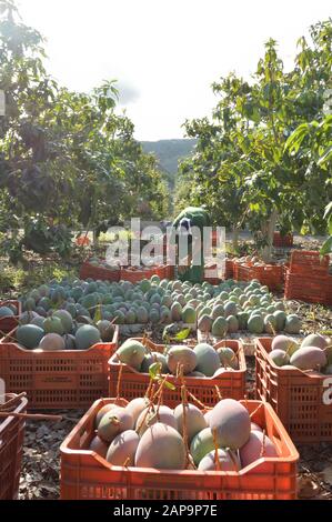 Agricultural worker packing mango fruit just harvested Stock Photo