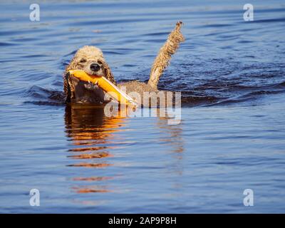 Standard poodle swimming on dog rescue service water training. Playing with an orange fetching toy in a lake  on a sunny summer day in Finland. Stock Photo