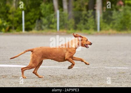 Rhodesian dog running on an agility training on a dog playground. Stock Photo