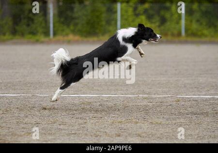 Border collie frisbee store training