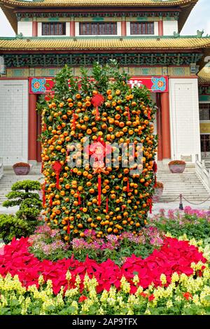 chinese lunar new year orange trees day outdoors symbol Stock Photo