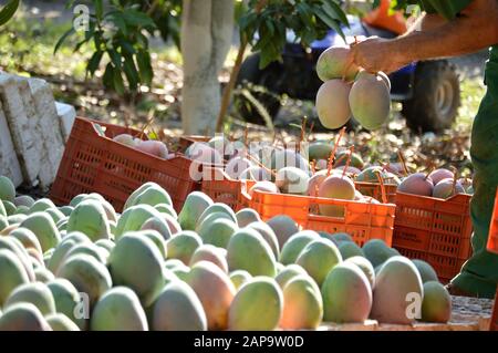 Agricultural worker packing mango fruit just harvested in a plantation of fruit trees a sunny day Stock Photo