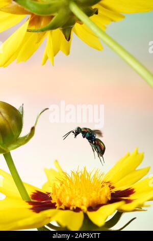 Ruby-tailed wasp (Chrysis ignita) in flight on yellow flower of a Tickseed (Coreopsis), Germany Stock Photo