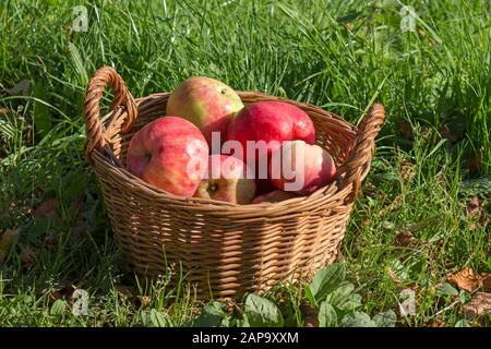 Harvested large red apples in a basket, Mecklenburg-Western Pomerania, Germany Stock Photo