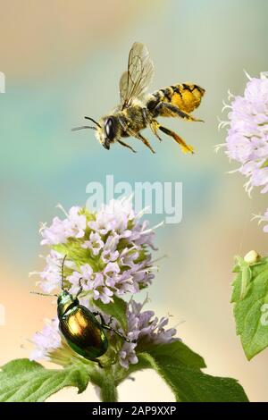 Patchwork leafcutter bee (Megachile centuncularis) in flight on flower of a Water mint (Mentha aquatica), Germany Stock Photo