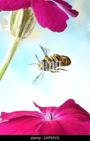 European wool carder bee (Anthidium manicatum), in flight on a rose campion (Silene coronaria), Germany Stock Photo