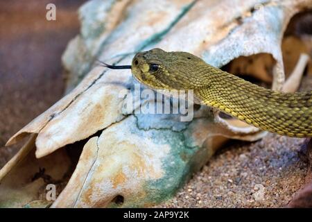 Toxic Mexican west coast rattlesnake (Crotalus basiliscus), captive, Occurrence Mexico Stock Photo