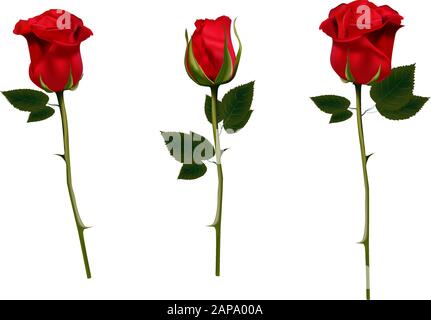 Red rose isolated on a white background. Vector illustration. Realistic rose. Bud. Colors for a bouquet. Design Element Stock Vector