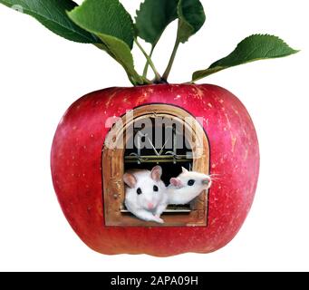 Two white rats inside an apple fruit house. Isolated on white background. Stock Photo