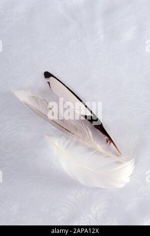 Three beautiful feathers on silky white background with pattern.  Vertical photo with copy space in the upper part. Stock Photo