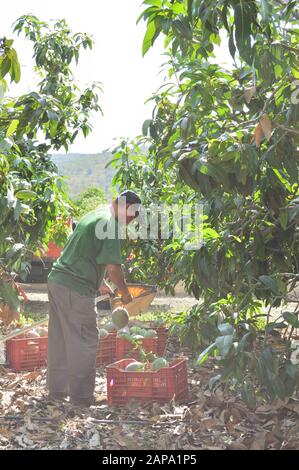 Agricultural worker packing mango fruit just harvested in boxes Stock Photo