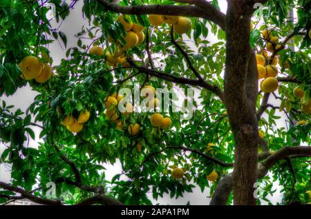 Bottom view of a Pomelo tree or Citrus Maxima with fruits. Stock Photo