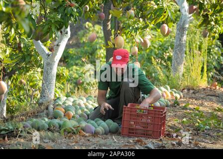 Agricultural worker packing mango fruit just harvested in the harvest of mango Stock Photo