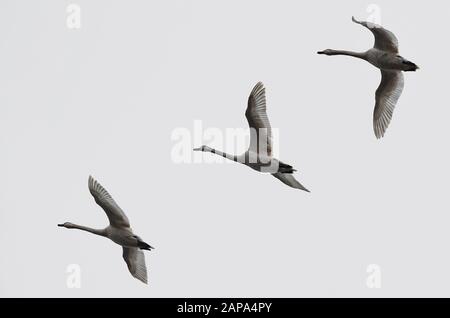 Niederfinow, Germany. 22nd Jan, 2020. Three hump-swans (Cygnus olor) fly in the cloudy and grey sky. Mute swans are among the largest flying birds. Credit: Patrick Pleul/dpa-Zentralbild/ZB/dpa/Alamy Live News Stock Photo