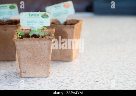 Jindabyne, Australia - 5th October 2019: Freshly sprouted seedlings in the Woolworths Discovery Garden pot Stock Photo