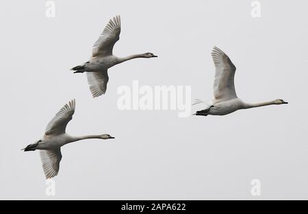 Niederfinow, Germany. 22nd Jan, 2020. Three hump-swans (Cygnus olor) fly in the cloudy and grey sky. Mute swans are among the largest flying birds. Credit: Patrick Pleul/dpa-Zentralbild/ZB/dpa/Alamy Live News Stock Photo