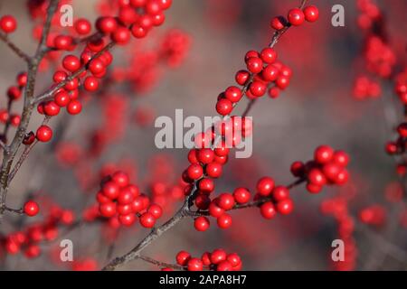 The red berries of a Winterberry holly, Ilex verticillata on a plant after their leaves have fallen off for the winter Stock Photo