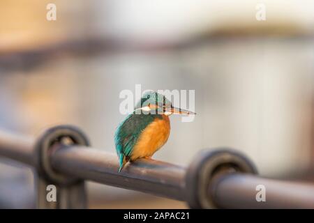 Side view close up of wild UK kingfisher bird (Alcedo atthis) isolated outdoors in urban area, perching on railings in winter sunshine, facing right. Stock Photo