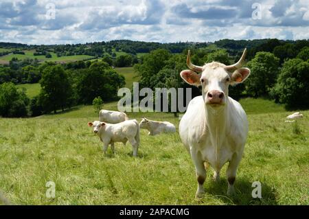 A herd of Charolais cow with a little calf, in a green pasture in the countryside. Stock Photo