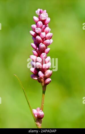 Persicaria or Redshank (polygonum persicaria), close up of the tiny pink flowers of the plant. Stock Photo
