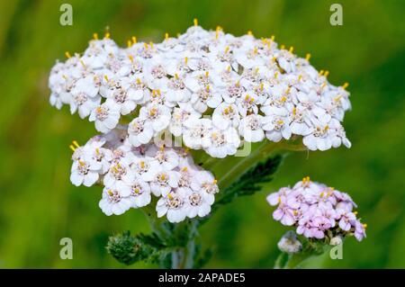 Yarrow (achillea millefoilum), also known as Milfoil, close up of the flowering head of a slightly pink variety. Colours range from white to deep pink Stock Photo