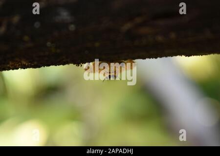Close up photo of a yellow giant jumping spider (Hyllus sp) crawling under a wooden fence. Surakarta, Indonesia. Stock Photo