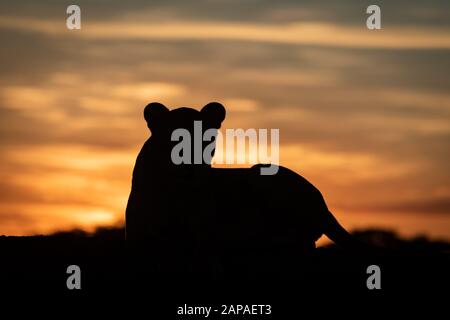 Lioness lying silhouetted at dawn turning head Stock Photo